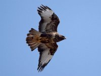Maeusebussard (Buteo buteo) 41